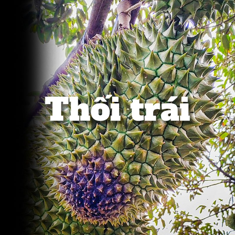 thối trái sầu riêng