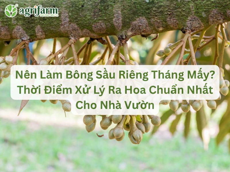 nen-lam-bong-sau-rieng-vao-thang-may
