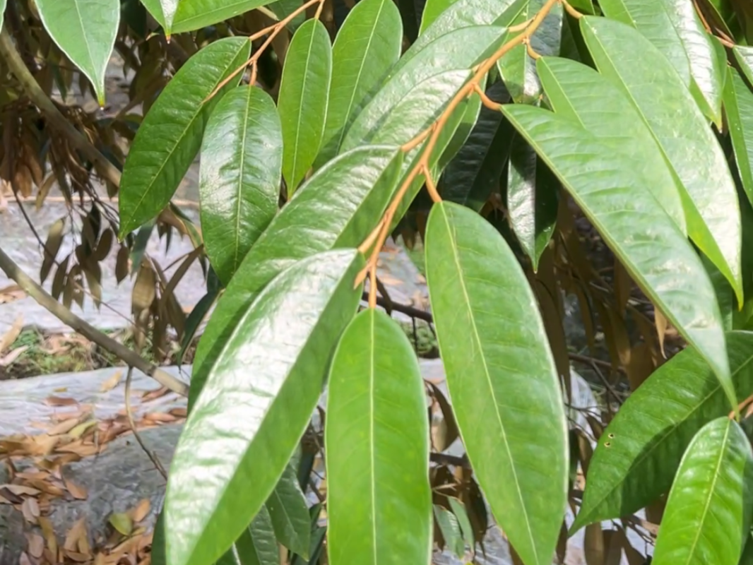 IAA-la-Auxin-tu-nhien-co-san-trong-cay-trong-khoe-manh