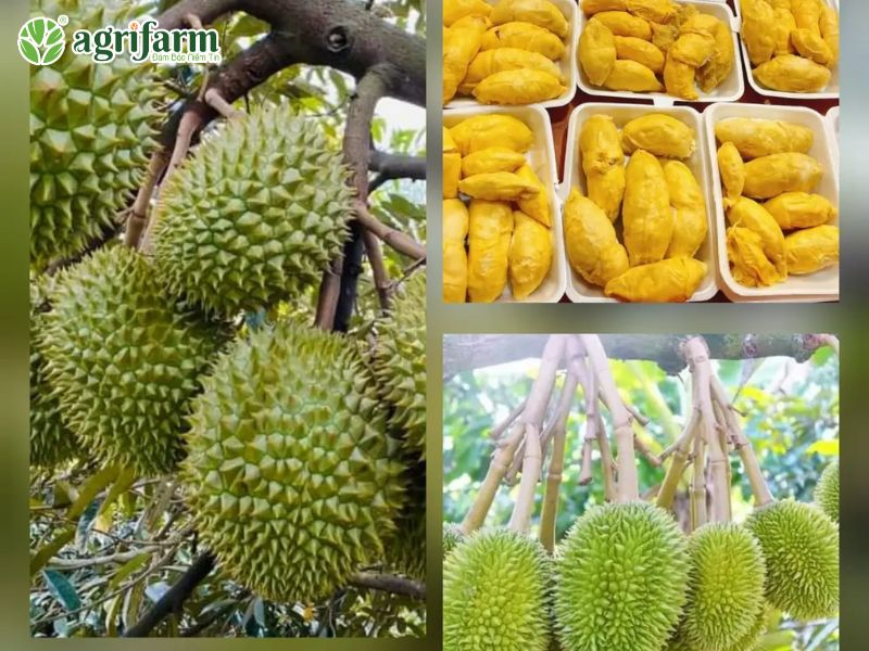 qua-sau-rieng
