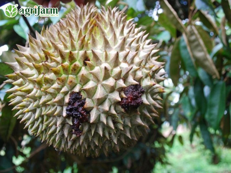 cay-sau-rieng