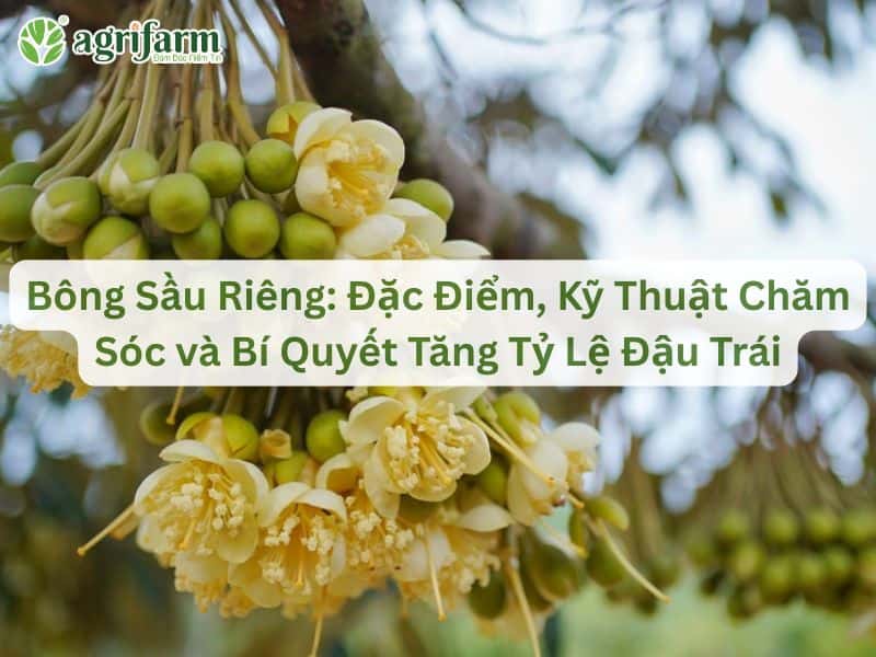 bong-sau-rieng-Agrifarmvn