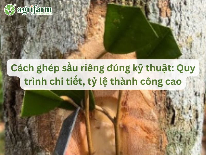cach-ghep-sau-rieng-dung-ky-thuat