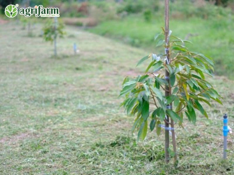 cach-trong-cay-sau-rieng-1-nam-tuoi
