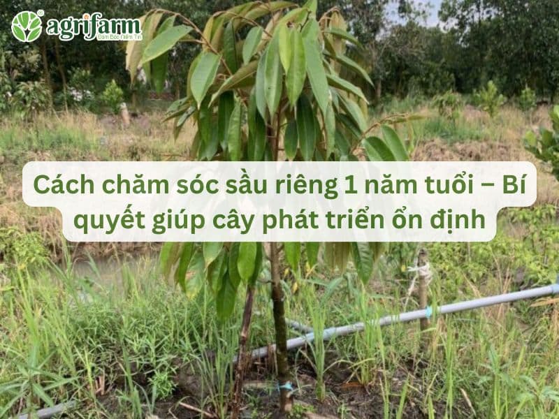 cach-trong-cay-sau-rieng-1-nam-tuoi