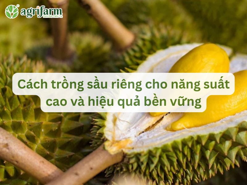cach-trong-sau-rieng