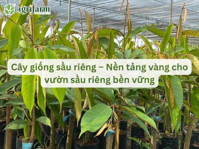 cay-giong-sau-sau-rieng