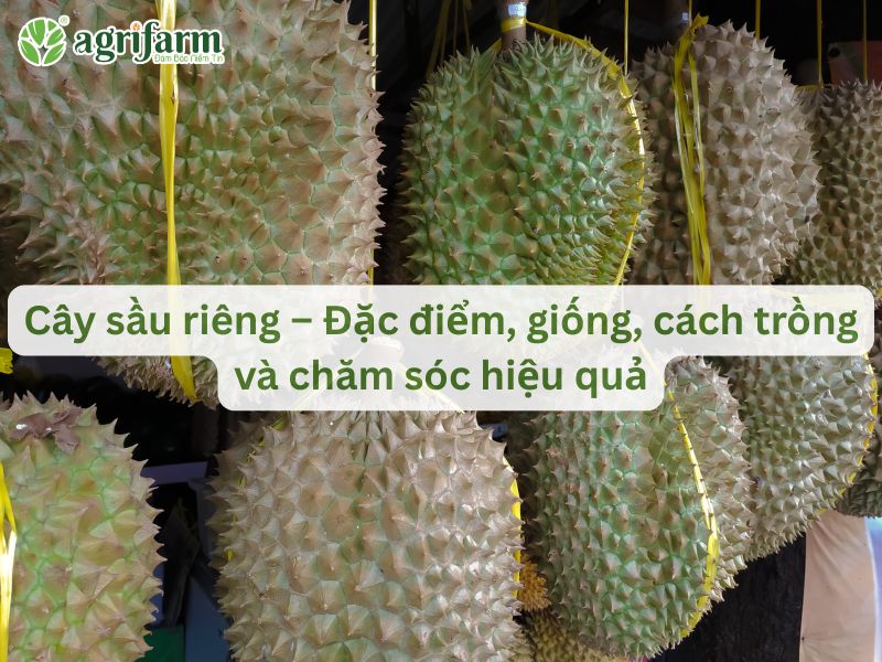 cay-sau-rieng-agrifarm