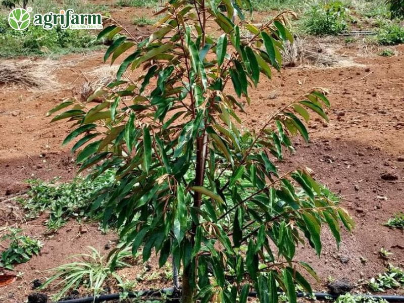 cham-soc-sau-rieng-1-den-3-nam-tuoi