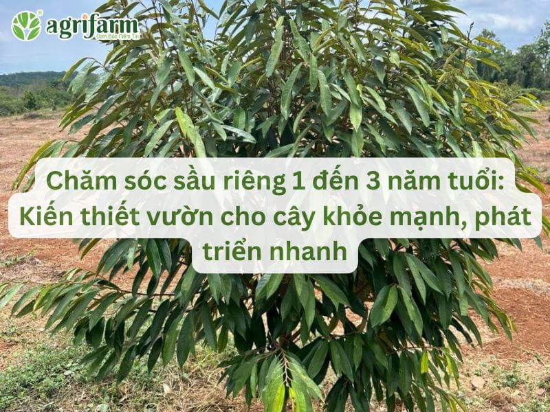 cham-soc-sau-rieng-1-den-3-nam-tuoi