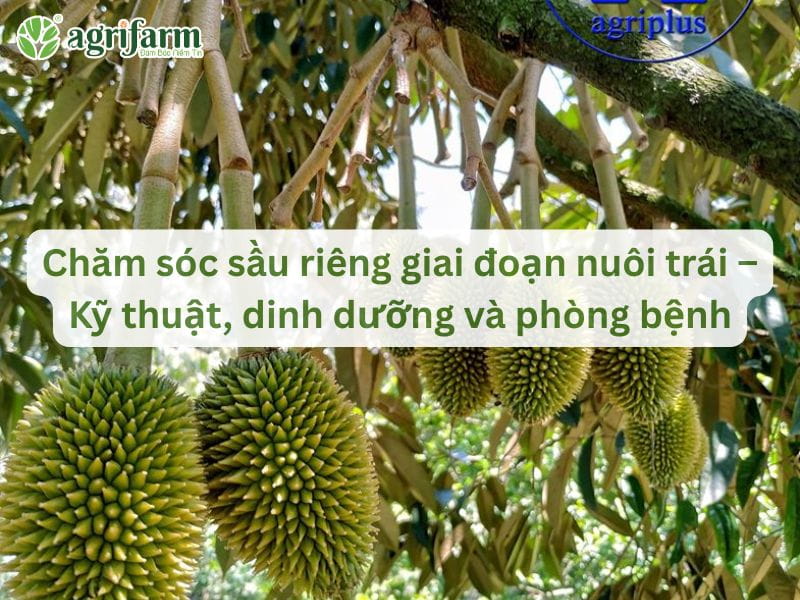 cham-soc-sau-rieng-nuoi-trai