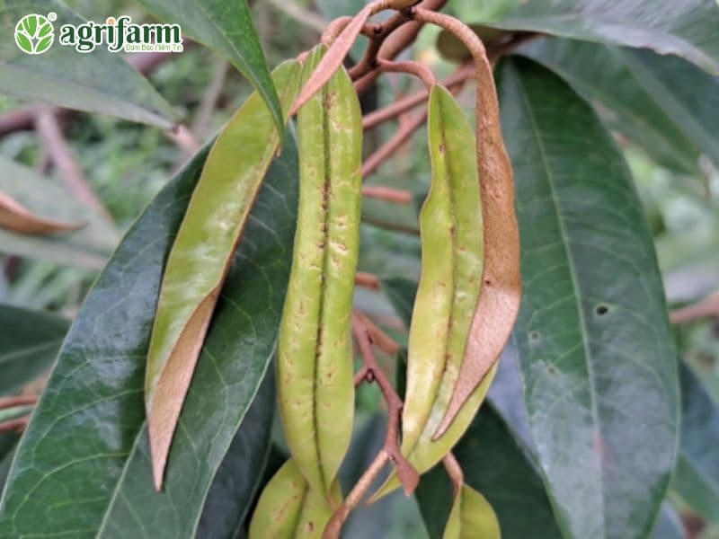 dot-sau-rieng