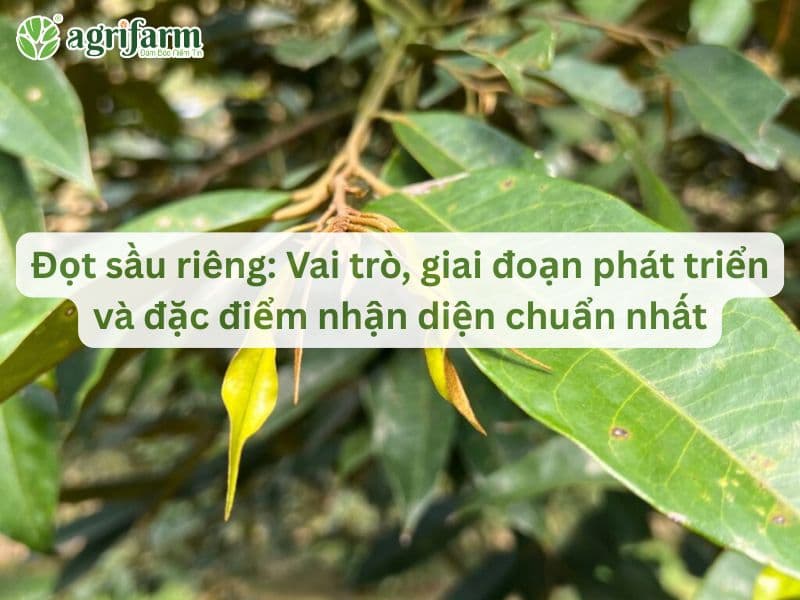 dot-sau-rieng