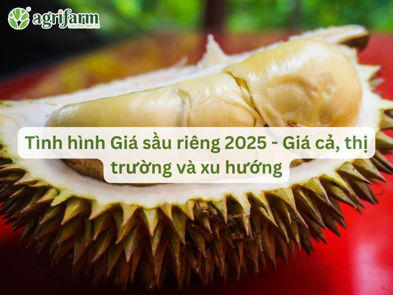 gia-sau-rieng-hien-tai