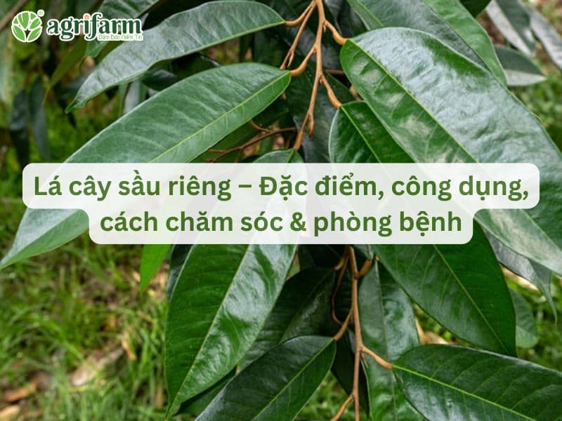 la-cay-sau-rieng