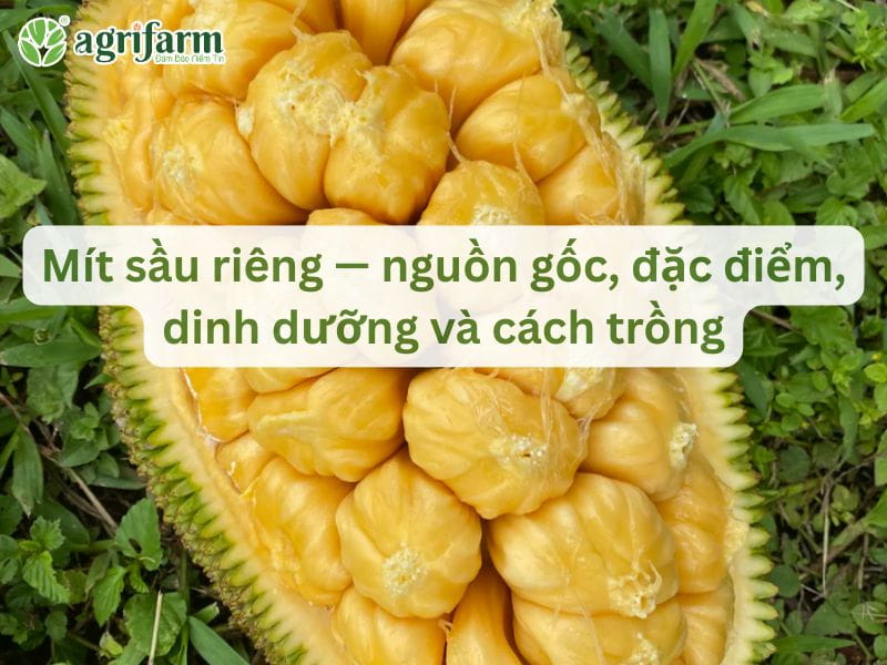 mit-sau-rieng