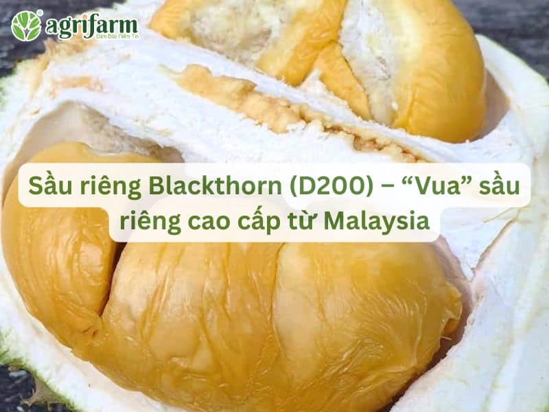 sau-rieng-blackthorn