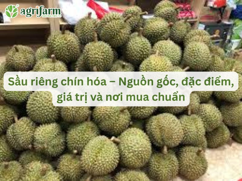 sau-rieng-chin-hoa-1-Agrifarmvn