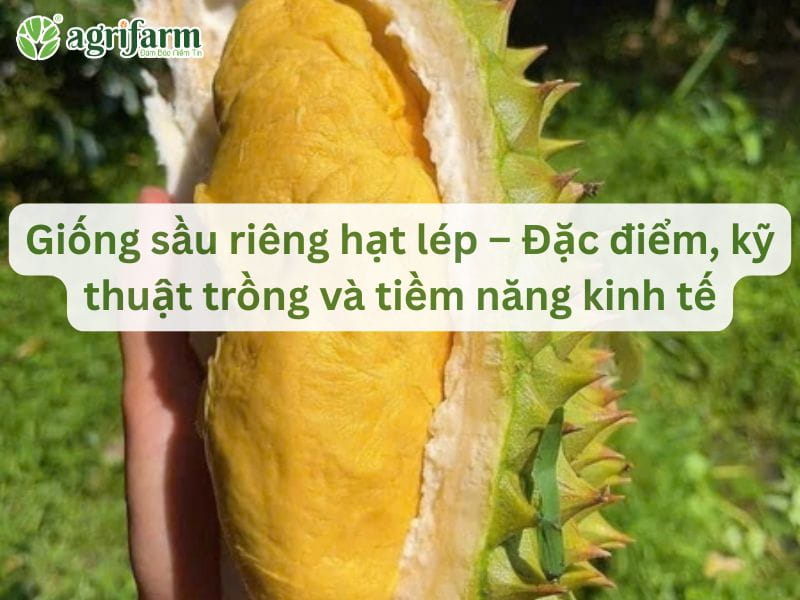 sau-rieng-hat-lep