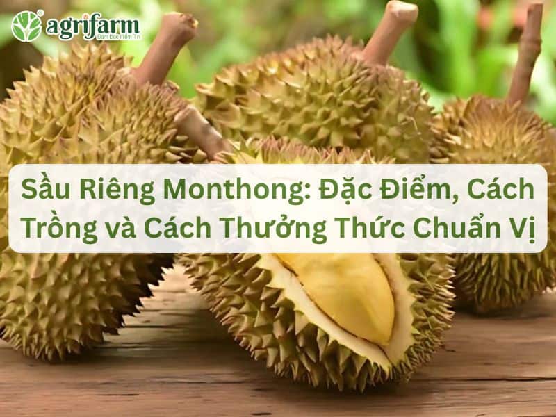 sau-rieng-monthong