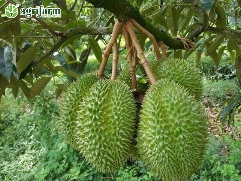cay-sau-rieng