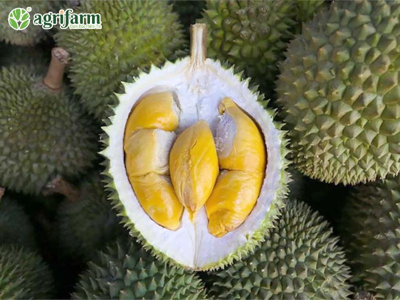 cay-sau-rieng