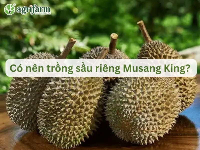 sau-rieng-musangking-1