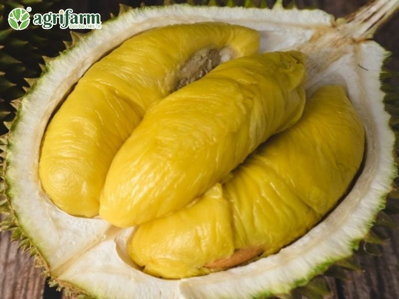sau-rieng-musangking
