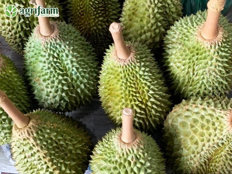 sau-rieng-musangking