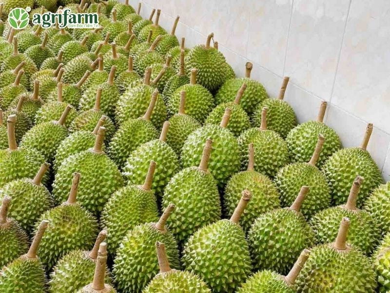 sau-rieng-musang-king