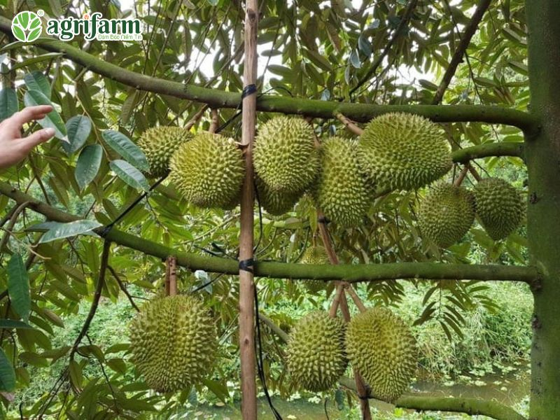 cay-sau-rieng