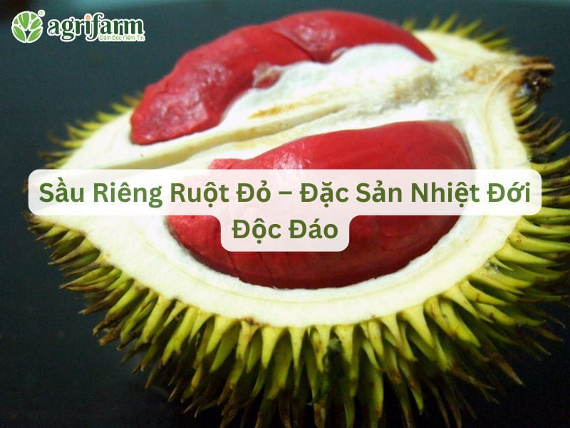sau-rieng-ruot-do-1