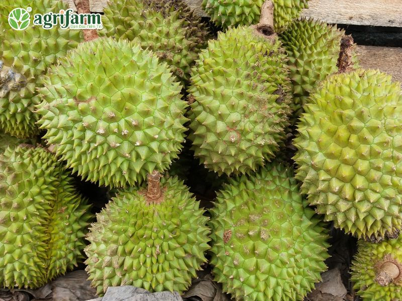 cay-sau-rieng