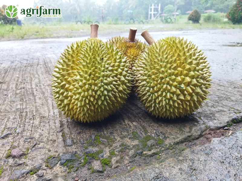 qua-sau-rieng
