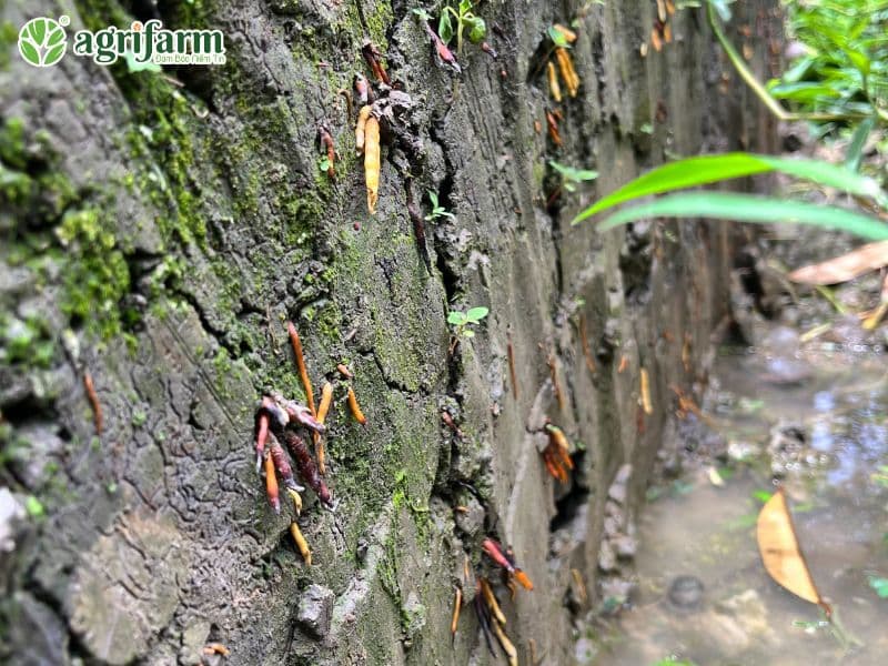 bo-re-sau-rieng-ky-thuat-cham-soc-re-sau-rieng