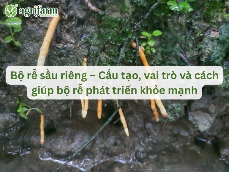 bo-re-sau-rieng-ky-thuat-cham-soc-re-sau-rieng-Agrifarmvn