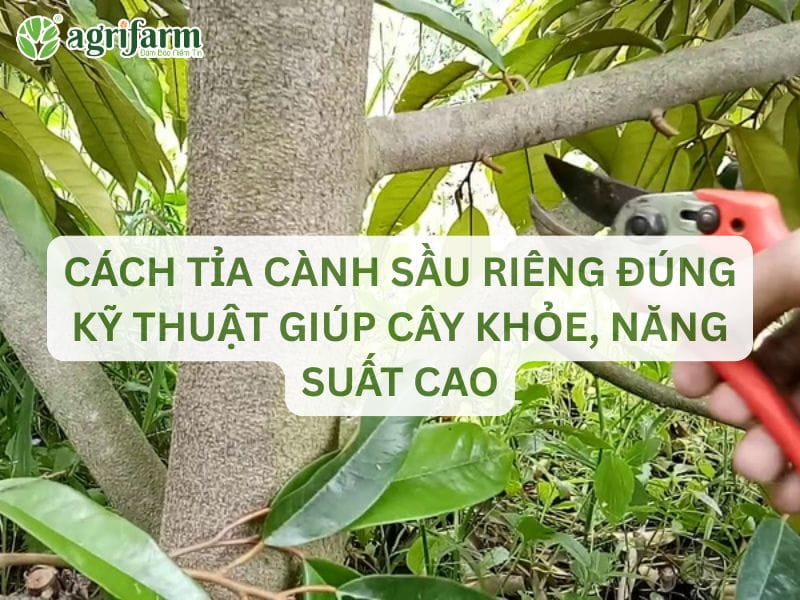 cach-tia-canh-sau-rieng-dung-ky-thuat