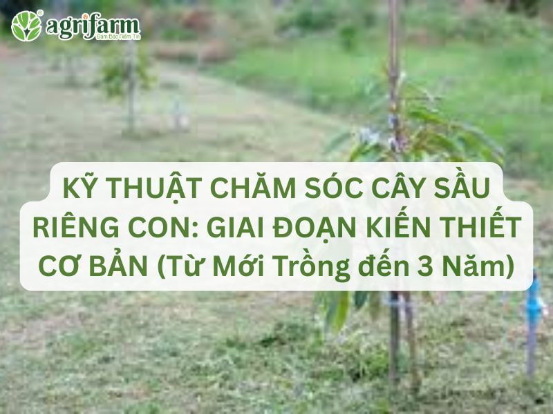 cham-soc-cay-sau-rieng-con-phat-trien-vuot-bat