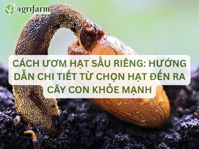 huong-dan-chi-tiet-uom-hat-sau-rieng