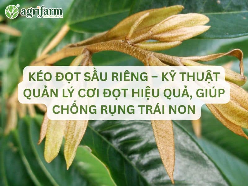 keo-dot-sau-rieng-ky-thuat-quan-ly-coi-dot