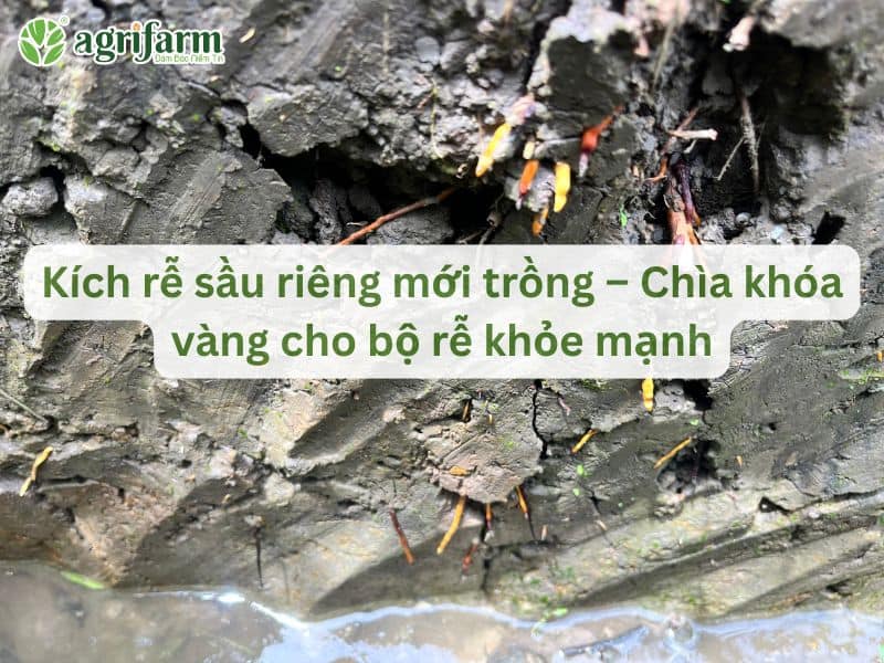 kich-re-sau-rieng-moi-trong-cho-re-khoe