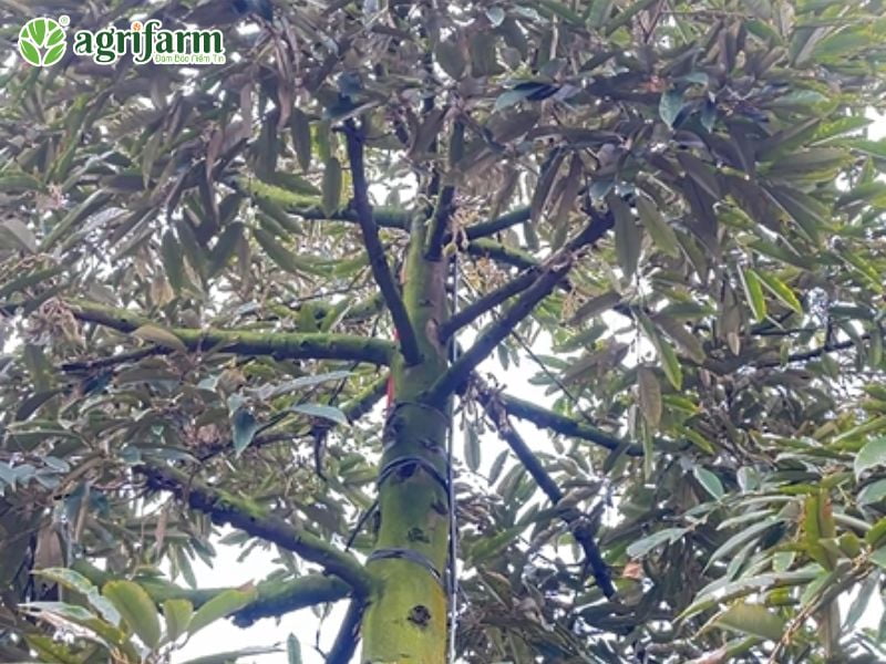 kiem-soat-nam-hong-sau-rieng-hieu-qua