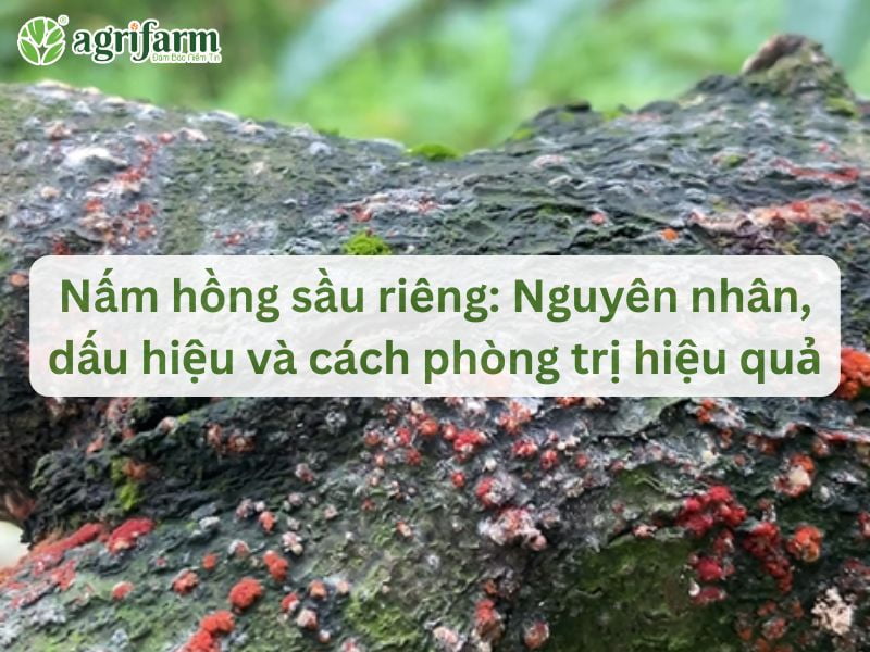 kiem-soat-nam-hong-sau-rieng-hieu-qua