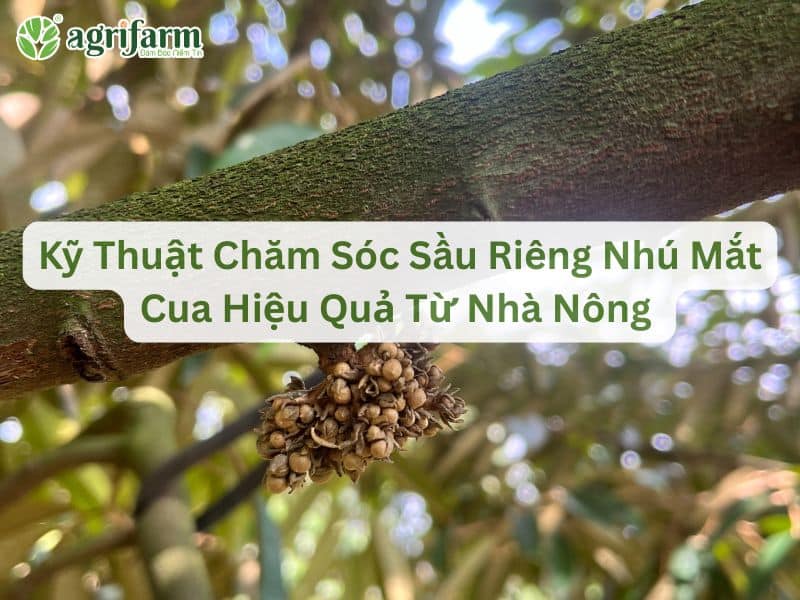 ky-thuat-cham-soc-sau-rieng-nhu-mat-cua