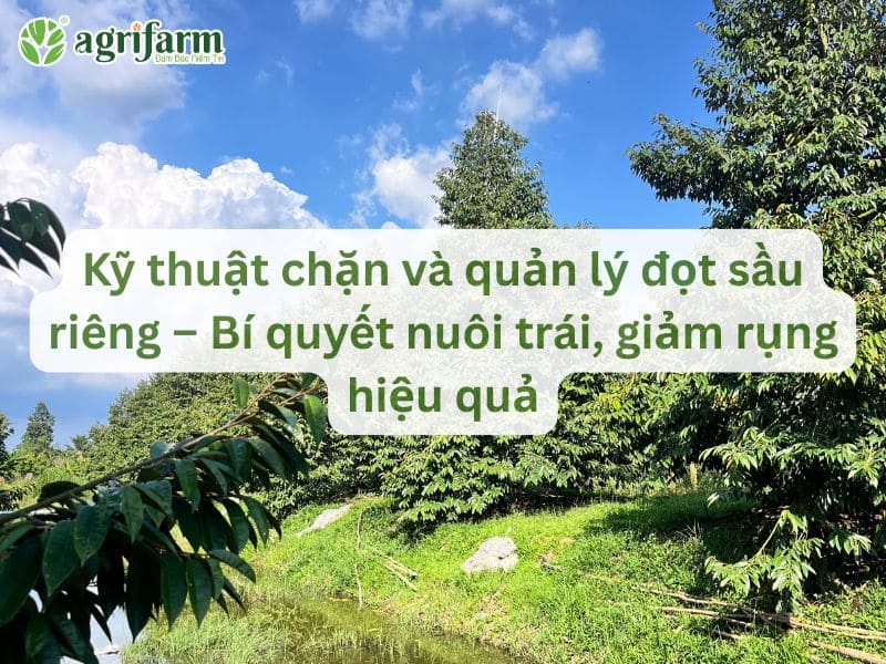 ky-thuat-chan-va-quan-ly-dot-sau-rieng-hieu-qua-Agrifarmvn