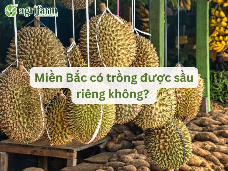 mien-bac-co-trong-duoc-sau-rieng-khong