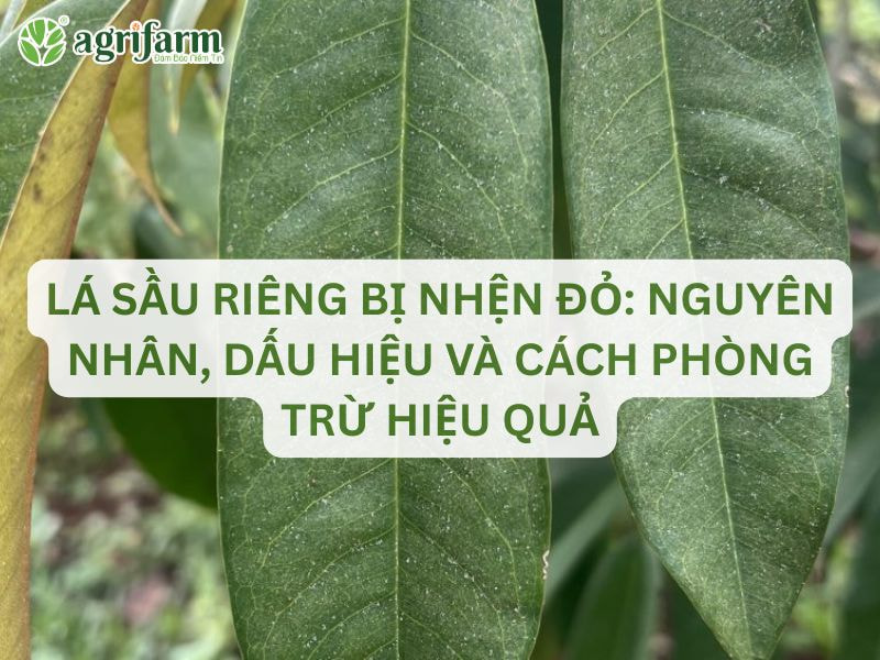 nguyen-nhan-la-sau-rieng-bi-nhen-do