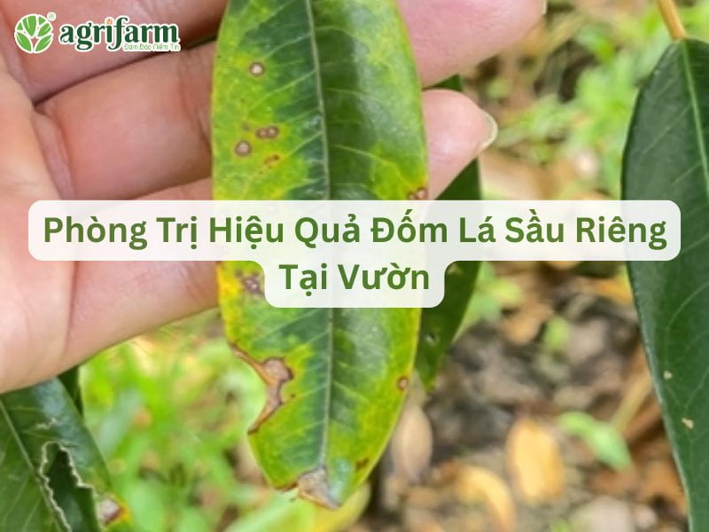 phong-tri-dom-la-sau-rieng-hieu-qua