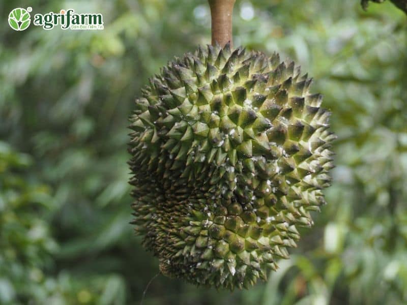 phong-tri-nam-trai-sau-rieng-hieu-qua
