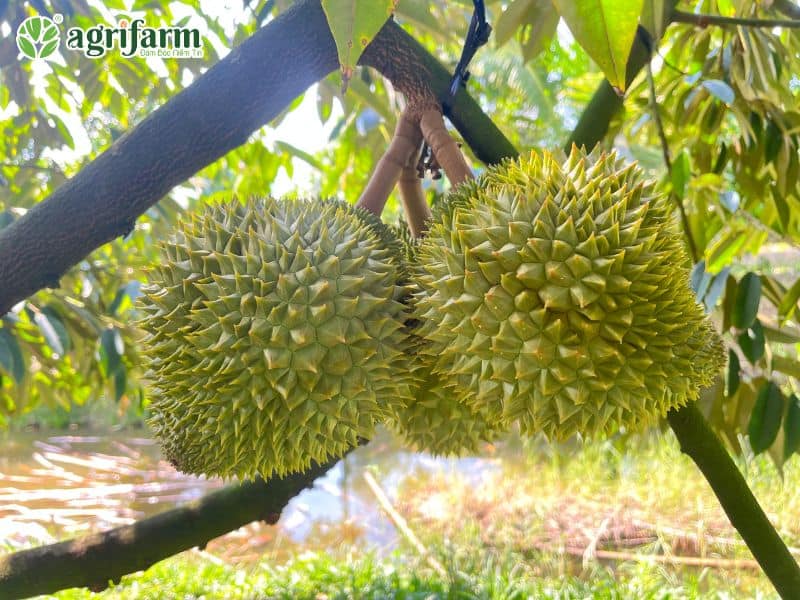 phong-tri-nam-trai-sau-rieng-hieu-qua